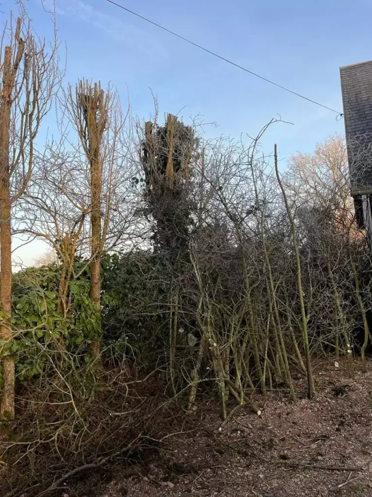 Élagage avec nacelle par votre paysagiste à Caen — taille d arbres en hauteur