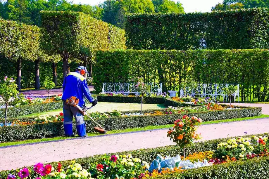 Rénovation de jardin à Caen — taille d arbres fruitiers et nettoyage de massifs